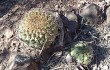 Vista previa de Gymnocalycium pflanzii