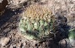 Anteprima di Gymnocalycium pflanzii