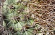 Vista previa de Gymnocalycium pflanzii