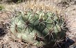 Anteprima di Gymnocalycium pflanzii