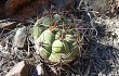 Vista previa de Gymnocalycium pflanzii