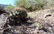 Vista previa de Gymnocalycium pflanzii