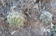 Anteprima di Gymnocalycium pflanzii