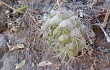 Anteprima di Gymnocalycium pflanzii