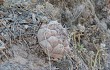 Preview photo Gymnocalycium pflanzii