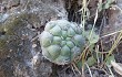 Anteprima di Gymnocalycium pflanzii