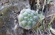 Vista previa de Gymnocalycium pflanzii