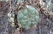 Anteprima di Gymnocalycium pflanzii