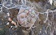 Anteprima di Gymnocalycium pflanzii