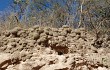 Vista previa de Gymnocalycium pflanzii