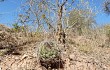 Anteprima di Gymnocalycium pflanzii