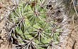 Vista previa de Gymnocalycium pflanzii