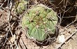 Anteprima di Gymnocalycium pflanzii