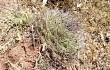 Anteprima di Gymnocalycium pflanzii