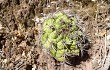 Preview photo Gymnocalycium pflanzii