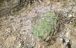 Anteprima di Gymnocalycium pflanzii