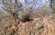 Anteprima di Gymnocalycium pflanzii