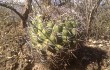 Vista previa de Gymnocalycium pflanzii