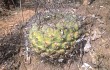 Anteprima di Gymnocalycium pflanzii