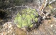 Anteprima di Gymnocalycium pflanzii