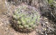 Preview photo Gymnocalycium pflanzii