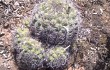 Anteprima di Gymnocalycium pflanzii