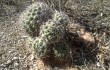 Preview photo Gymnocalycium pflanzii