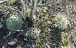 Preview photo Gymnocalycium pflanzii