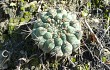 Vista previa de Gymnocalycium pflanzii