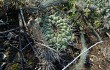 Vista previa de Gymnocalycium pflanzii