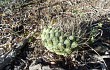 Vista previa de Gymnocalycium pflanzii