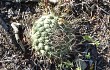 Preview photo Gymnocalycium pflanzii