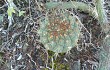 Vista previa de Gymnocalycium pflanzii