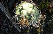 Anteprima di Gymnocalycium pflanzii