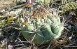 Vista previa de Gymnocalycium pflanzii