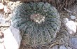 Vista previa de Gymnocalycium spegazzinii