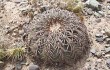 Preview photo Gymnocalycium spegazzinii