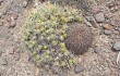 Preview photo Gymnocalycium spegazzinii