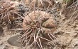 Preview photo Gymnocalycium spegazzinii