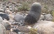 Vista previa de Gymnocalycium spegazzinii