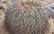 Preview photo Gymnocalycium spegazzinii