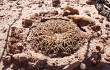 Preview photo Gymnocalycium spegazzinii