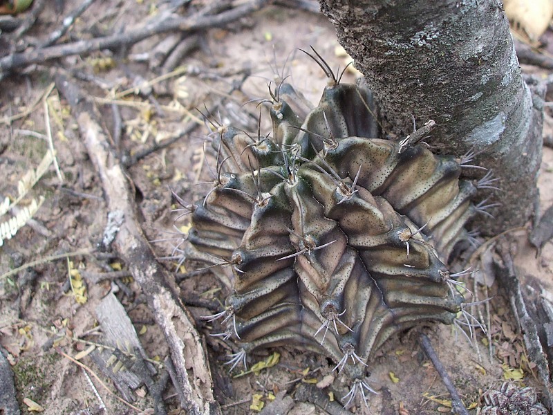 Fotografia di Gymnocalycium mihanovichii in habitat