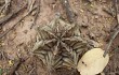 Anteprima di Gymnocalycium mihanovichii