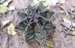 Preview photo Gymnocalycium mihanovichii