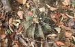 Preview photo Gymnocalycium stenopleurum