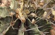 Preview photo Gymnocalycium stenopleurum