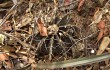 Preview photo Gymnocalycium stenopleurum