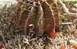 Preview photo Gymnocalycium stenopleurum