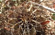 Preview photo Gymnocalycium stenopleurum